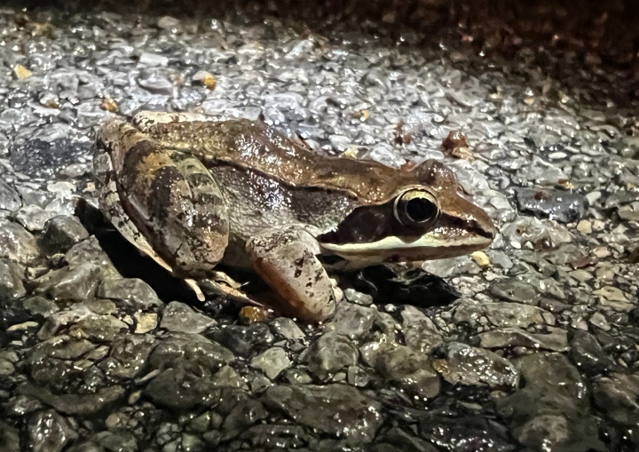 Wood Frog